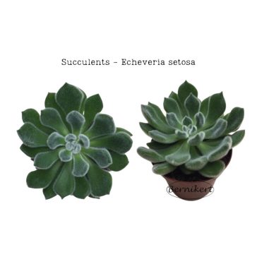 Fali dekoráció - Echeveria setosa