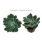 Fali dekoráció - Echeveria setosa