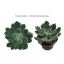 Fali dekoráció - Echeveria setosa