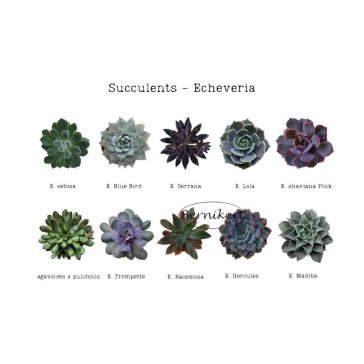 Fali dekoráció - pozsgás növények Echeveria 2.