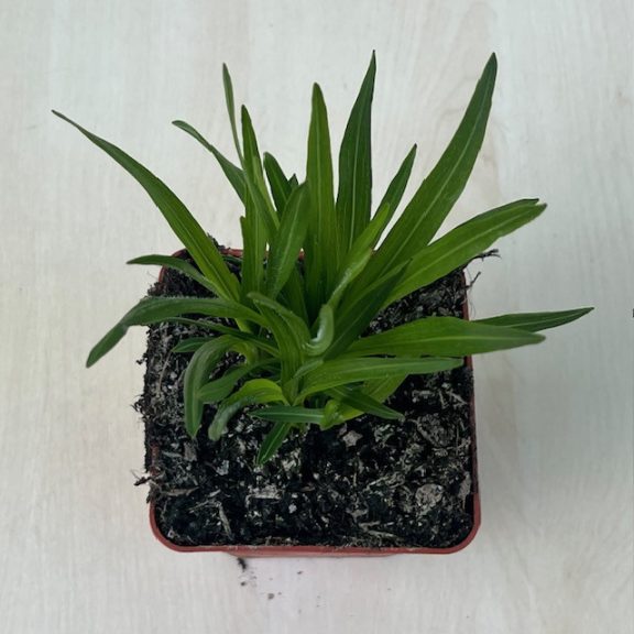 Füzéres díszcsorba