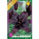 Liliom 'Asiatic Black' - Ázsiai fekete liliom