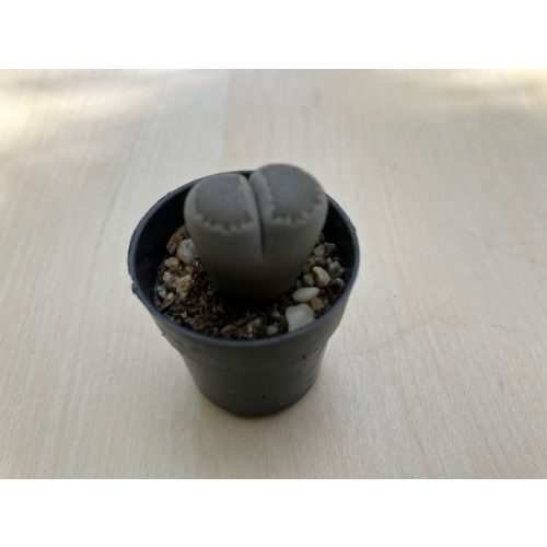 Kavicskaktusz - Lithops - mini