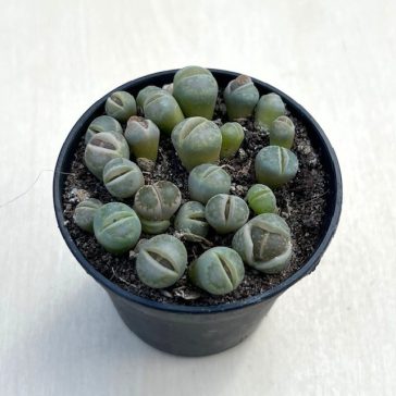 Kavicskaktusz - Lithops