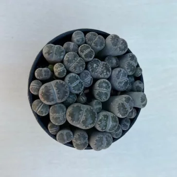 Kavicskaktusz - Lithops