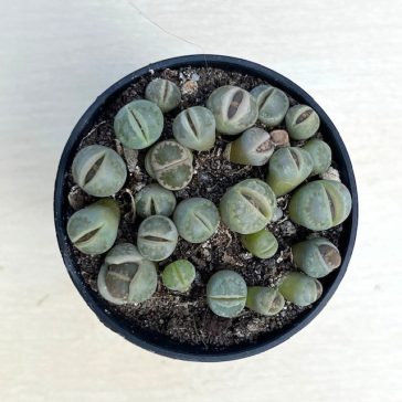 Kavicskaktusz - Lithops