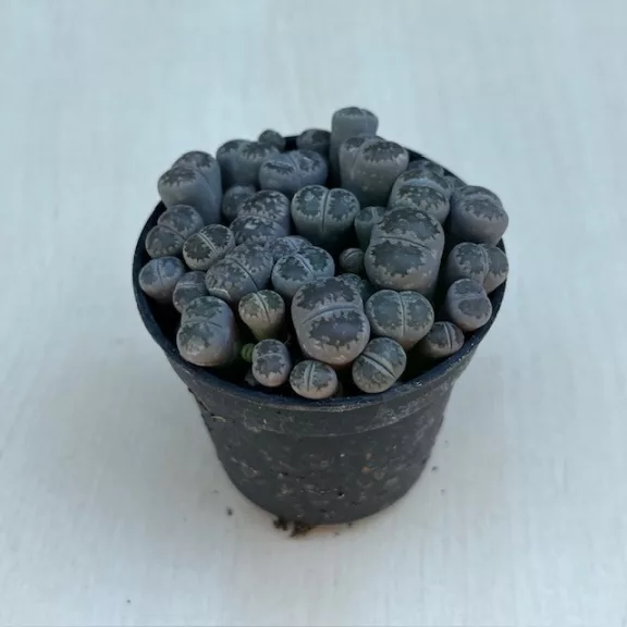 Kavicskaktusz - Lithops