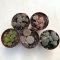 Kavicskaktusz - Lithops többféle