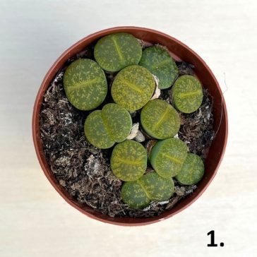 Kavicskaktusz - Lithops többféle