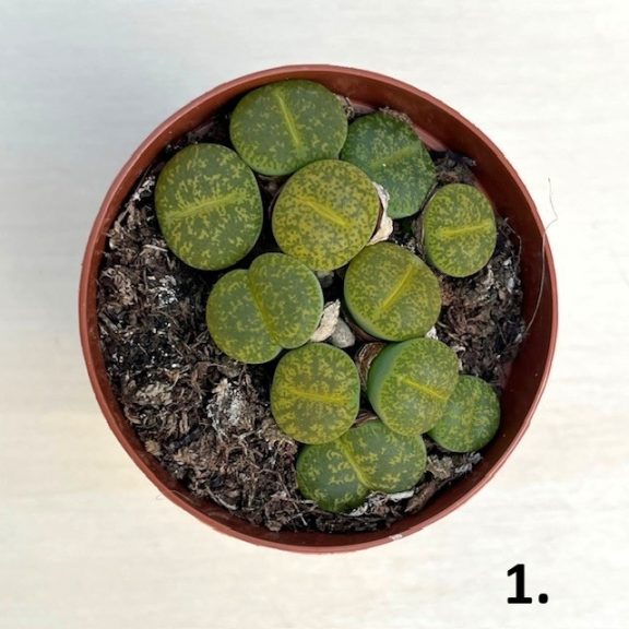 Kavicskaktusz - Lithops többféle