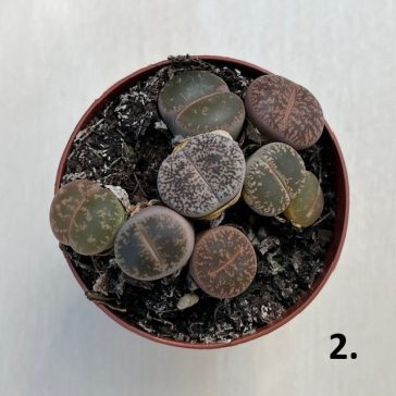 Kavicskaktusz - Lithops többféle