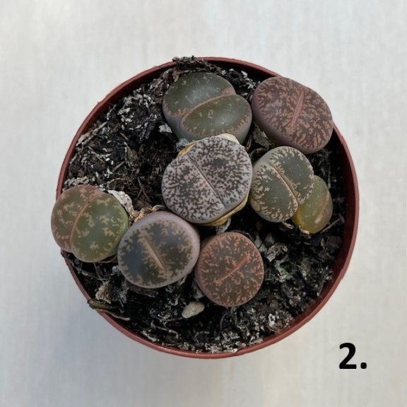 Kavicskaktusz - Lithops többféle