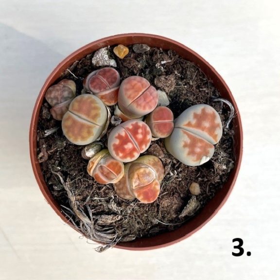 Kavicskaktusz - Lithops többféle