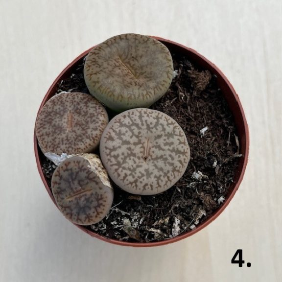 Kavicskaktusz - Lithops többféle