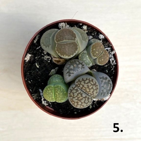 Kavicskaktusz - Lithops többféle