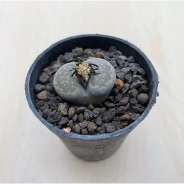 Kavicskaktusz - Lithops