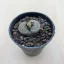 Kavicskaktusz - Lithops