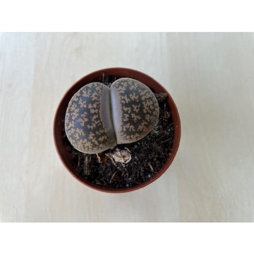 Kavicskaktusz - Lithops