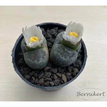 Kavicskaktusz - Lithops