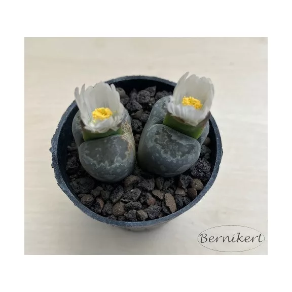 Kavicskaktusz - Lithops