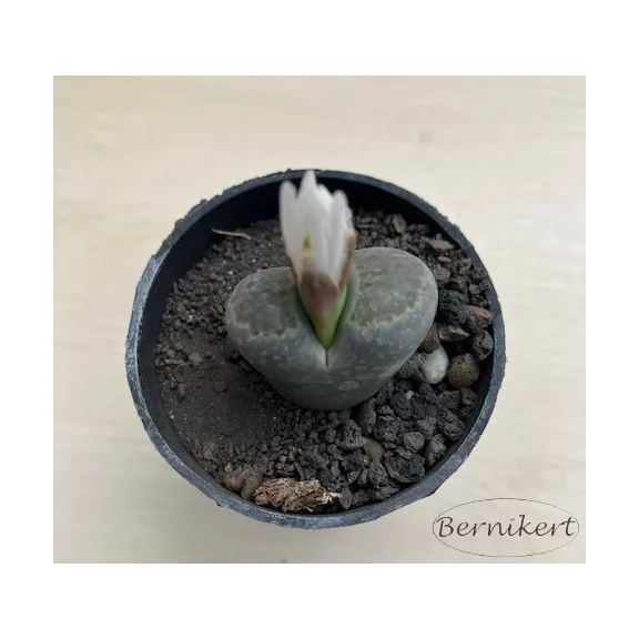 Kavicskaktusz - Lithops