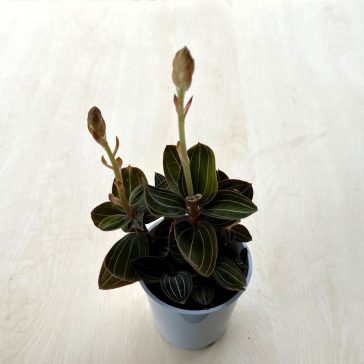   Ludisia discolor - ékszerorchidea, bársonyorchidea - KISEBB