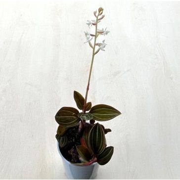   Ludisia discolor - ékszerorchidea, bársonyorchidea - KISEBB