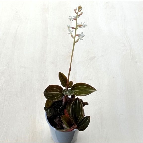 Ludisia discolor - ékszerorchidea, bársonyorchidea - KISEBB