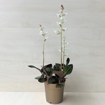 Ludisia discolor - ékszerorchidea, bársonyorchidea