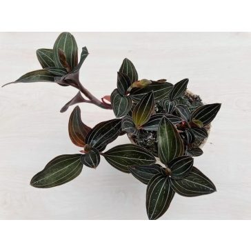   Ludisia discolor - ékszerorchidea, bársonyorchidea ELVIRÁGZOTT