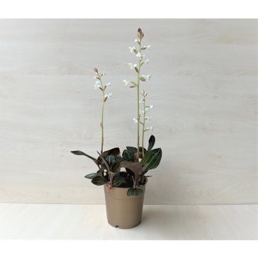   Ludisia discolor - ékszerorchidea, bársonyorchidea ELVIRÁGZOTT