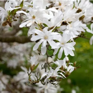 Magnólia - Magnolia stellata "Waterlily"
