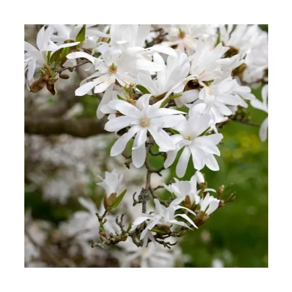 Magnólia - Magnolia stellata "Waterlily" Magnólia - Magnolia stellata "Waterlily"