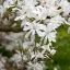 Magnólia - Magnolia stellata "Waterlily"