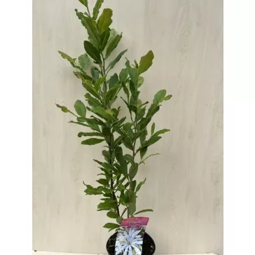 Magnólia - Magnolia stellata "Waterlily"