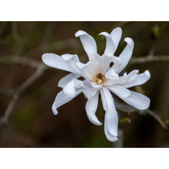 Magnólia - Magnolia stellata "Waterlily" Magnólia - Magnolia stellata "Waterlily"