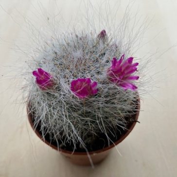 Borzas szemölcskaktusz  - nem virágos