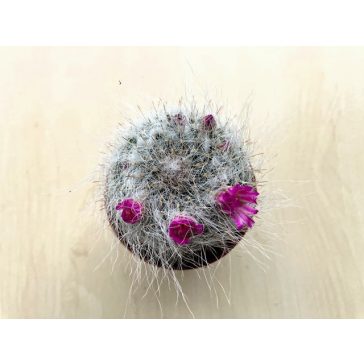 Borzas szemölcskaktusz  - nem virágos