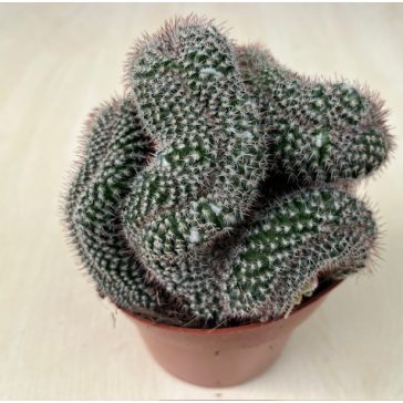 Mammillaria cristata