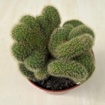 Mammillaria cristata 2.