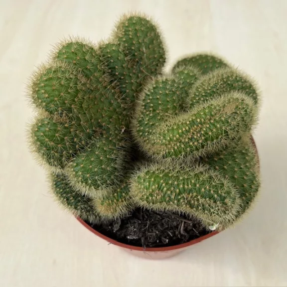 Mammillaria cristata 2. Mammillaria cristata 2.