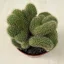 Mammillaria cristata 2.
