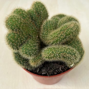 Mammillaria cristata 2.
