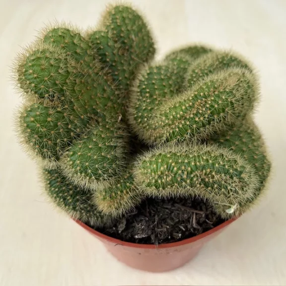 Mammillaria cristata 2. Mammillaria cristata 2.