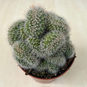 Mammillaria cristata 3.