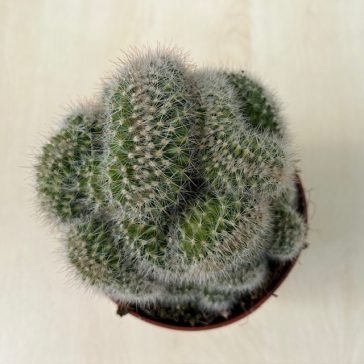 Mammillaria cristata 3.