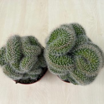 Mammillaria cristata 3.