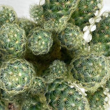 Mammillaria elongata
