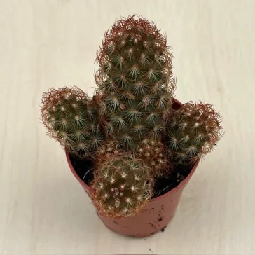 Mammillaria elongata S méret