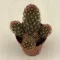 Mammillaria elongata S méret